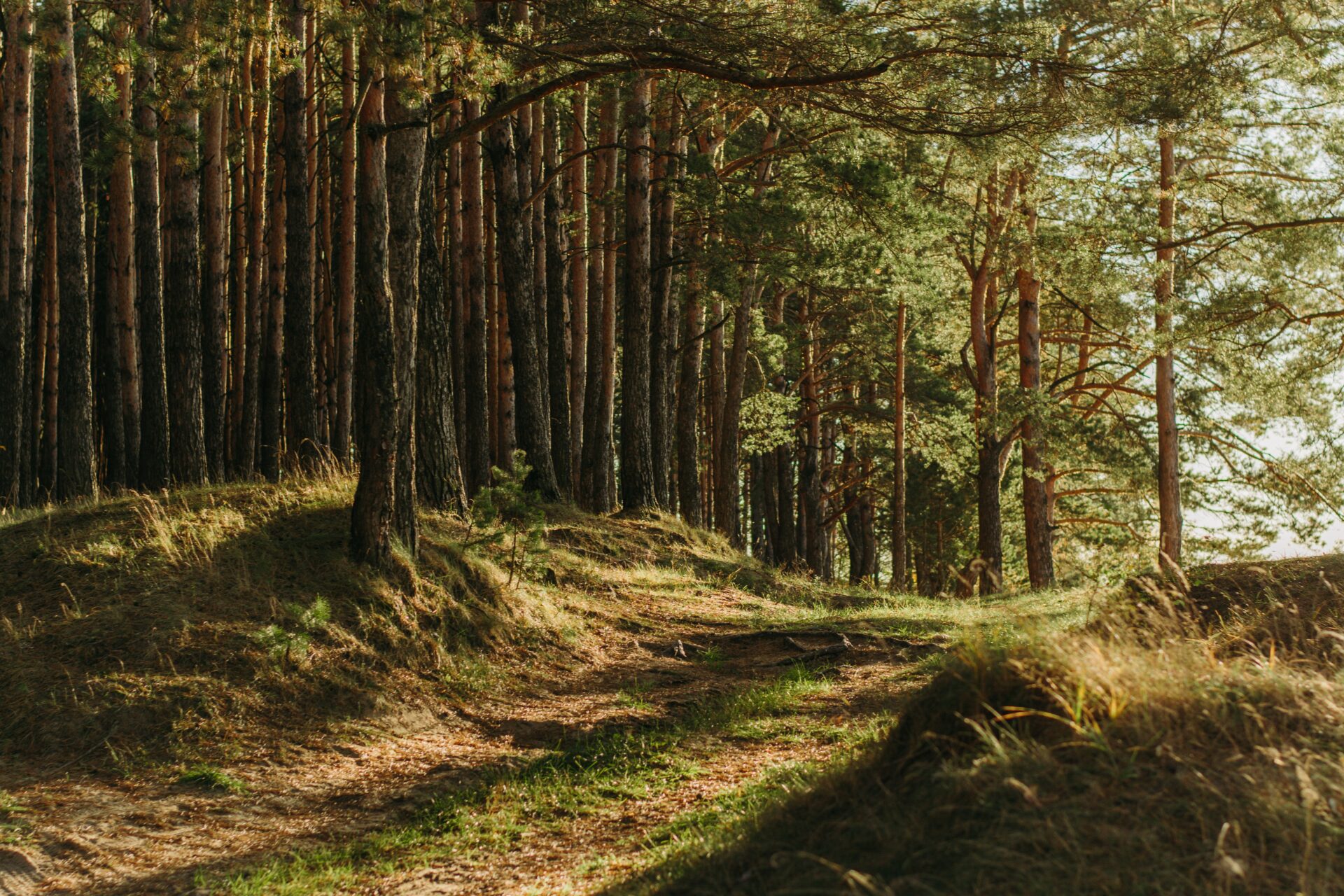 Eesti Metsaselts taastas sel aastal traditsiooni, mis vahepeal oli hääbunud – tunnustada metsandusse panustanud isikuid ja rühmi. Metsasektori tunnustused jagat