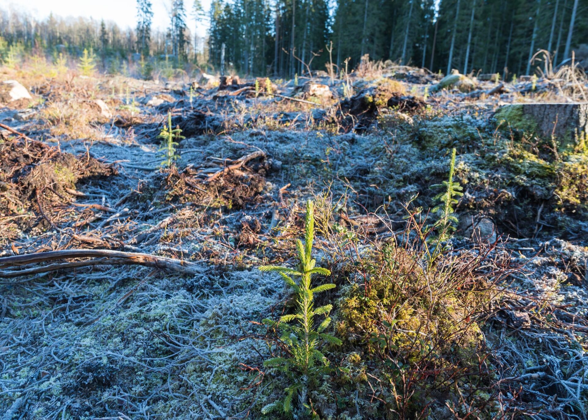 Riigimetsas pannakse sel kevadel mulda 21 miljonit puud (Tööstusuudised.ee)