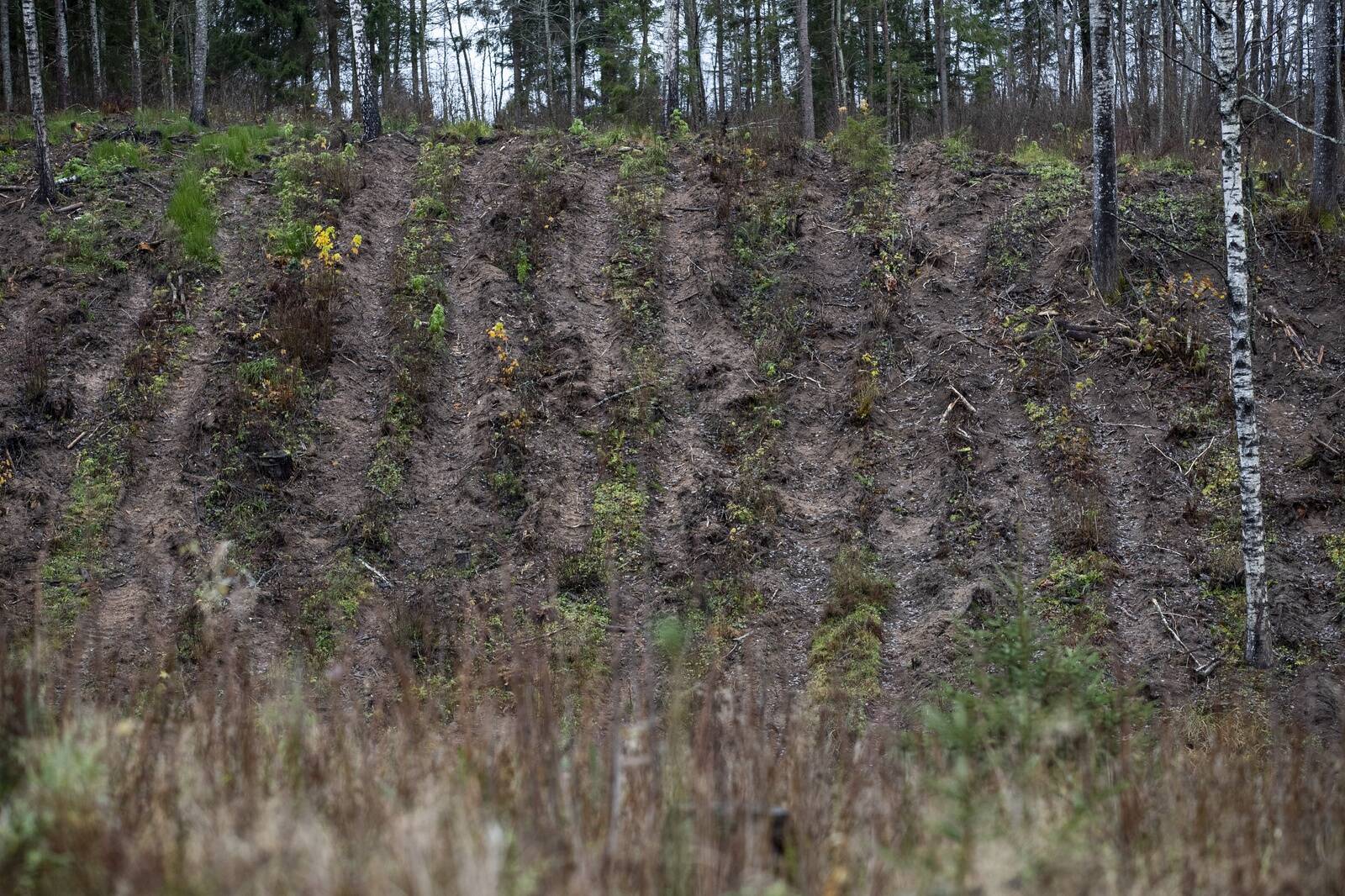 Euroopa Komisjon tegi 21. oktoobril ettepaneku, millega soovitakse lihtsustada raadamisvabade toodete määruse (EUDR) rakendamist. Ettepaneku kohaselt lihtsustat
