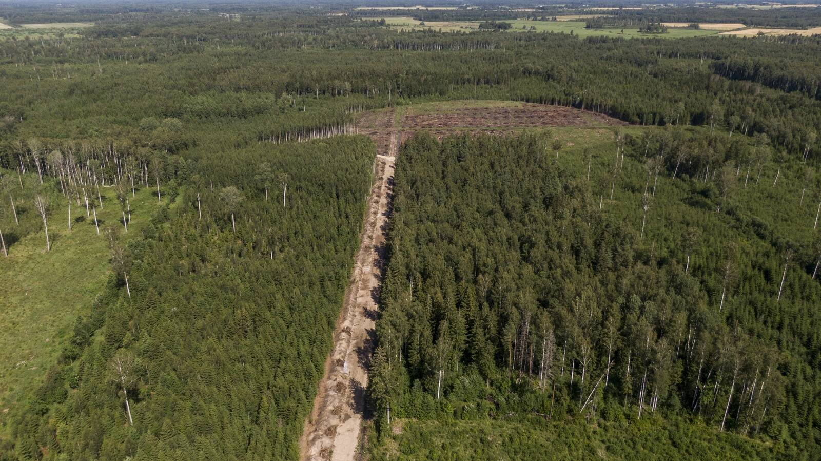 Euroopa Liidu raadamisvabade toodete määrus (EUDR) on liikmesriikide ettevõtetes tekitanud rohkem küsimusi kui vastuseid. Kuigi eesmärk – vältida globaalse mets